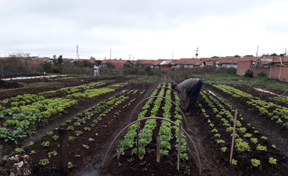 Horta comunitária