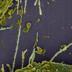 Coronavírus em ação